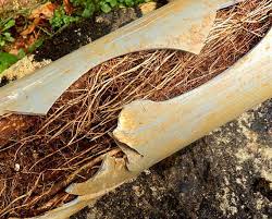 sewer pipe plugged with roots